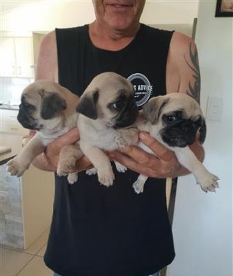 playful pure bred pug puppies for sale 